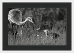 Todays lesson - Framed Print