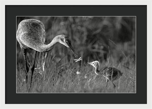Todays lesson - Framed Print