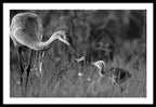 Todays lesson - Framed Print