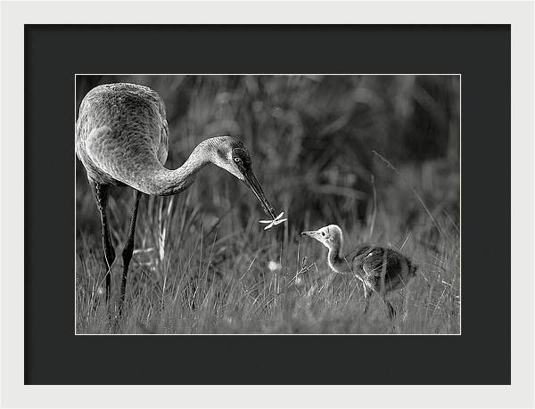 Todays lesson - Framed Print