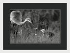 Todays lesson - Framed Print