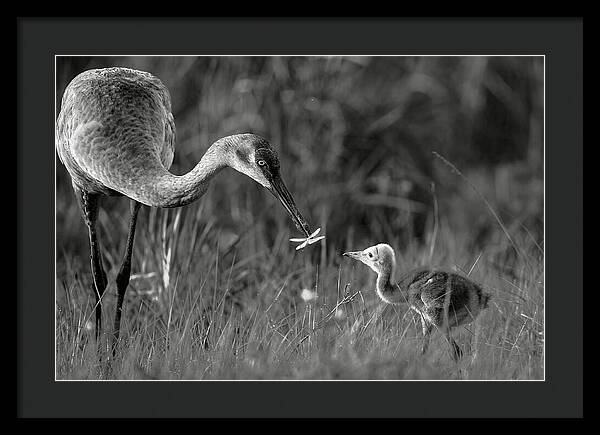 Todays lesson - Framed Print