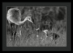 Todays lesson - Framed Print