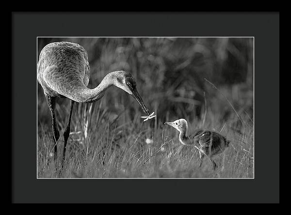 Todays lesson - Framed Print