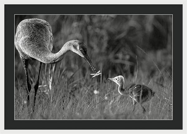 Todays lesson - Framed Print