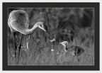Todays lesson - Framed Print