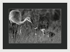 Todays lesson - Framed Print