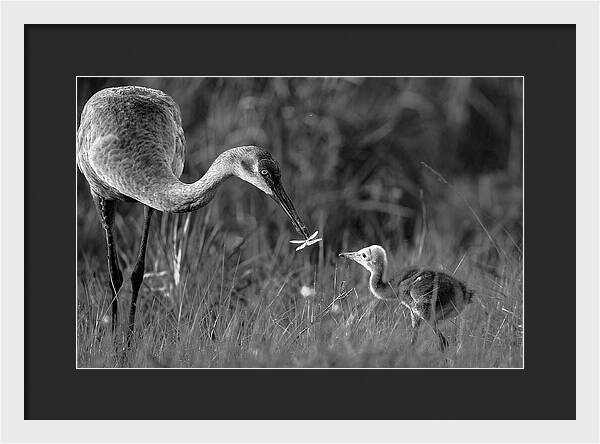 Todays lesson - Framed Print