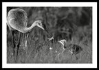 Todays lesson - Framed Print