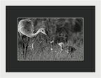 Todays lesson - Framed Print