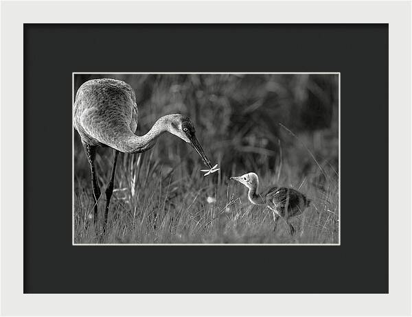 Todays lesson - Framed Print