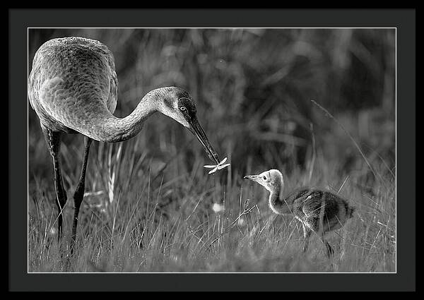 Todays lesson - Framed Print