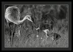 Todays lesson - Framed Print