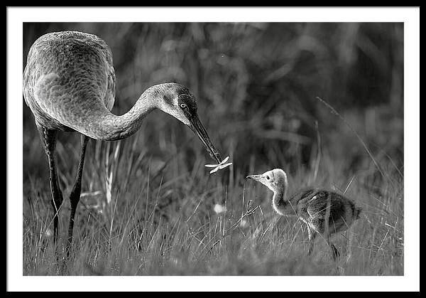 Todays lesson - Framed Print