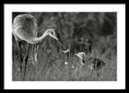 Todays lesson - Framed Print
