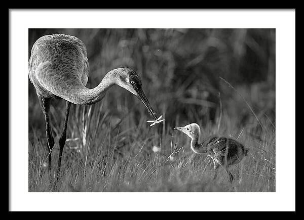 Todays lesson - Framed Print