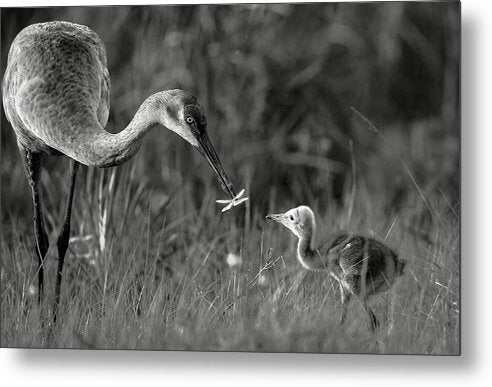 Todays lesson - Metal Print