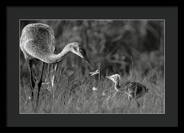 Todays lesson - Framed Print