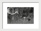 Todays lesson - Framed Print