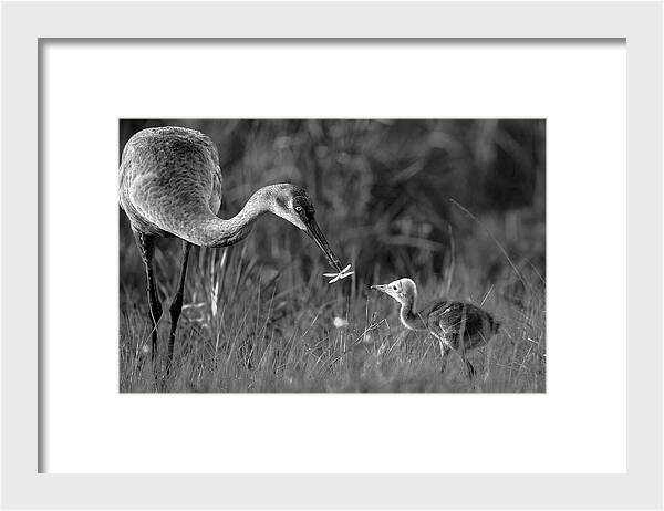 Todays lesson - Framed Print