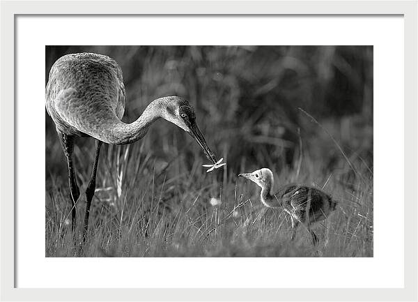 Todays lesson - Framed Print