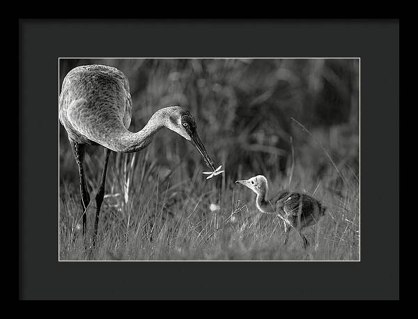 Todays lesson - Framed Print