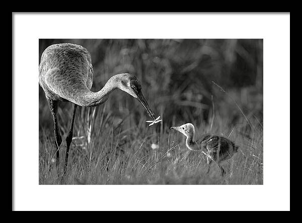 Todays lesson - Framed Print