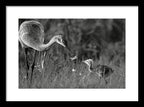 Todays lesson - Framed Print