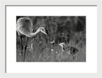 Todays lesson - Framed Print