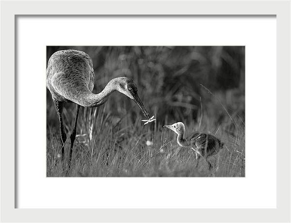 Todays lesson - Framed Print