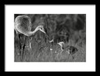 Todays lesson - Framed Print