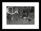 Todays lesson - Framed Print