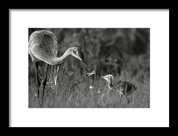 Todays lesson - Framed Print