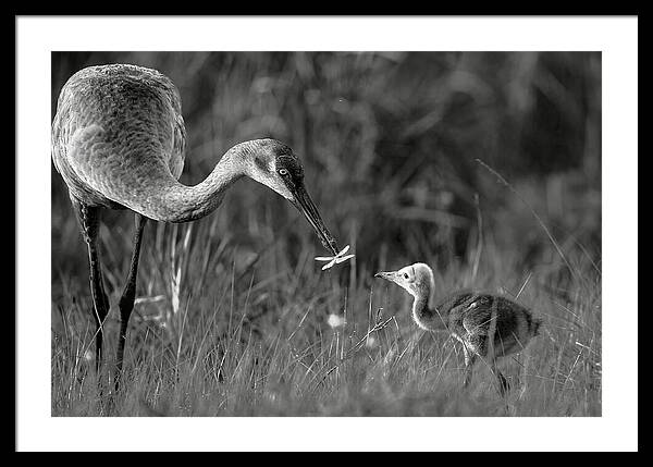 Todays lesson - Framed Print