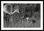 Todays lesson - Framed Print
