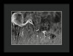 Todays lesson - Framed Print
