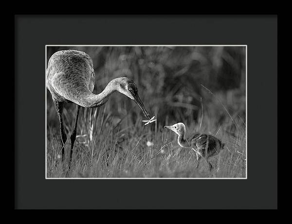 Todays lesson - Framed Print