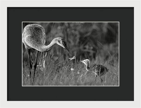 Todays lesson - Framed Print