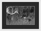Todays lesson - Framed Print