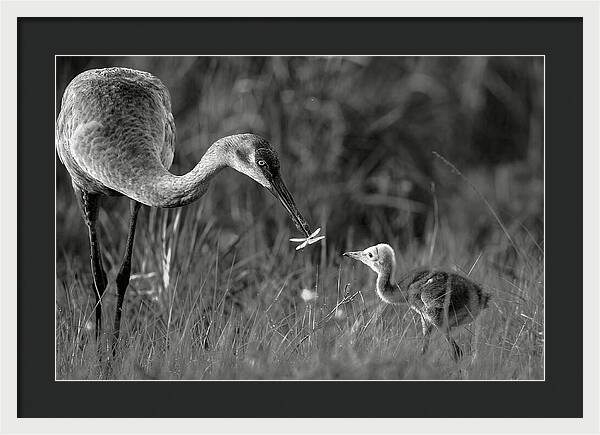 Todays lesson - Framed Print