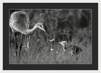 Todays lesson - Framed Print