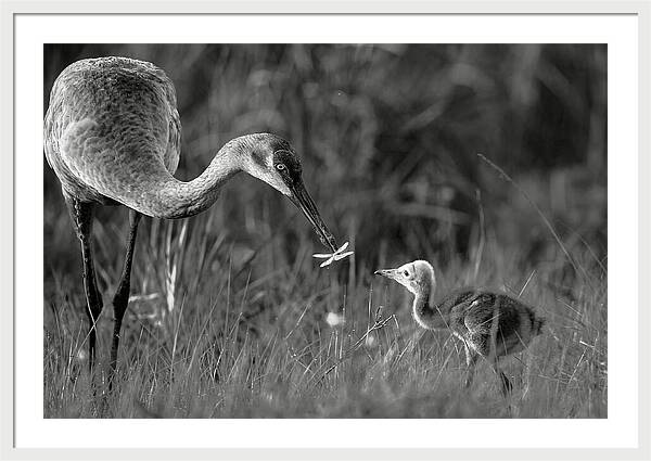 Todays lesson - Framed Print