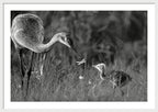 Todays lesson - Framed Print