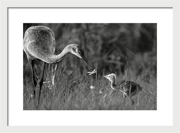 Todays lesson - Framed Print
