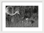 Todays lesson - Framed Print