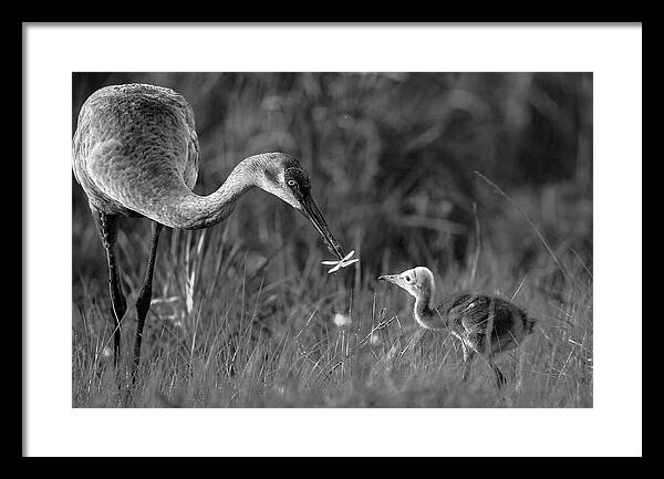 Todays lesson - Framed Print