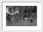 Todays lesson - Framed Print