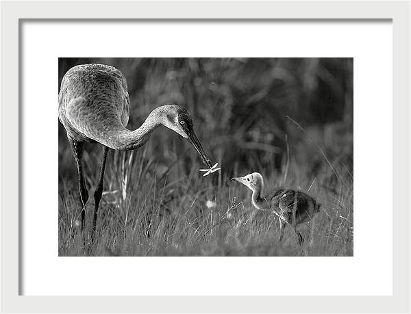Todays lesson - Framed Print
