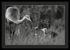 Todays lesson - Framed Print