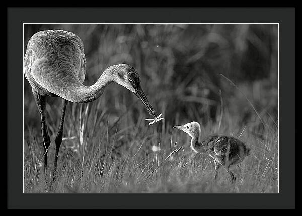 Todays lesson - Framed Print
